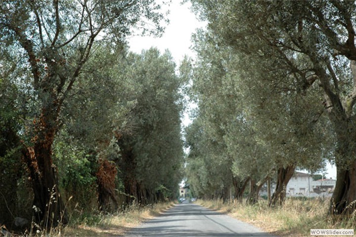 aranova11
