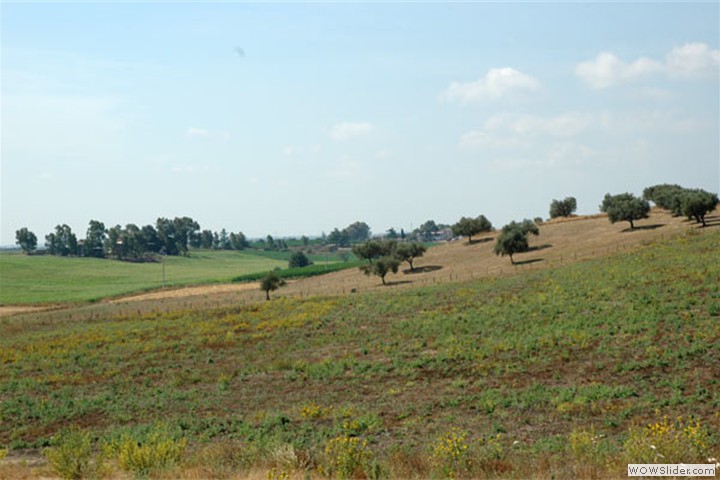 tragliatella11