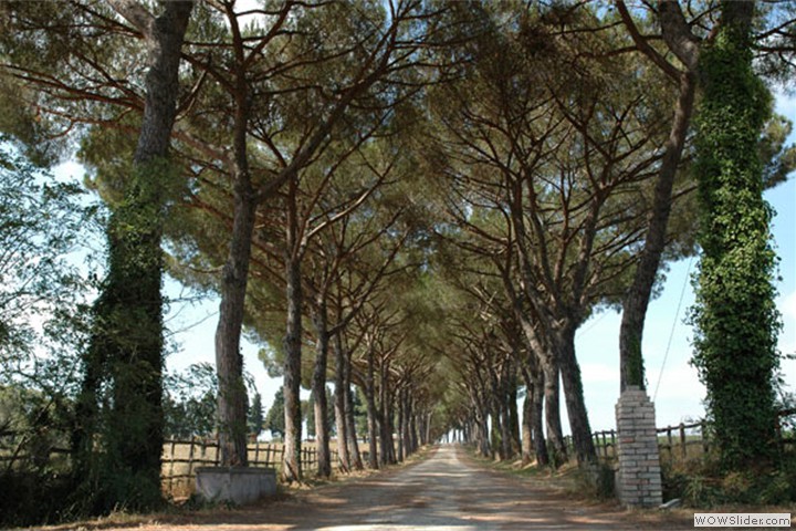 tragliatella16